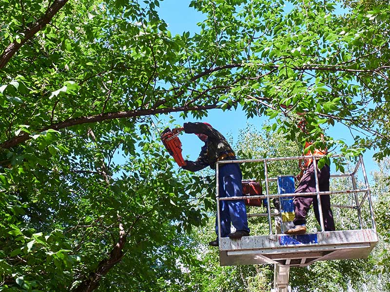 h2 when to trim your tree tree trimming near hartland wi
