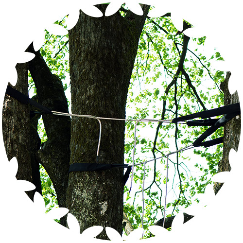 tree cabling serv icon
