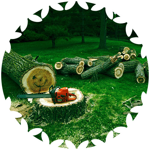 tree removal serv icon