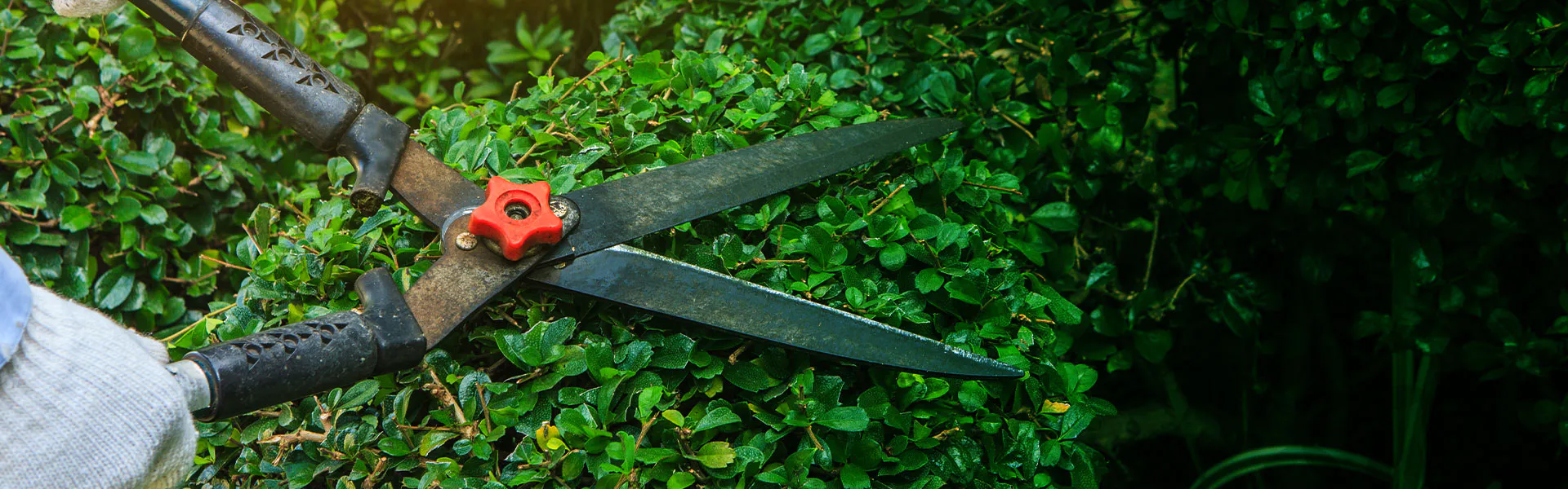 close up of gardening scissors during tree trimming service nashotah wi