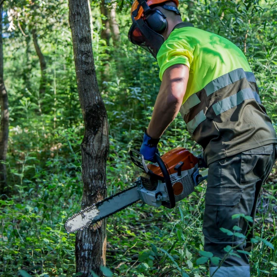 Dead or Diseased Tree Removal