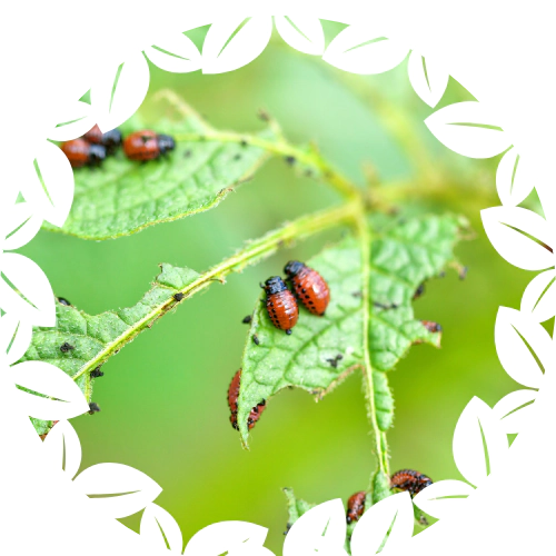 Pest and Disease Management