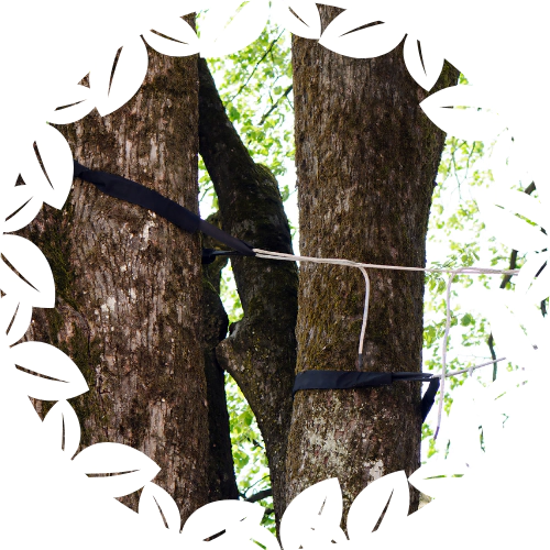 Preventative Tree Cabling (1)