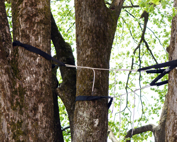 Preventative Tree Cabling (2)