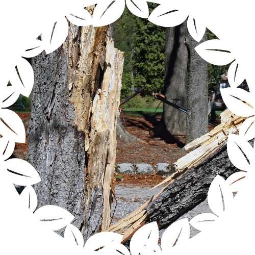 Split Tree Repair (1)