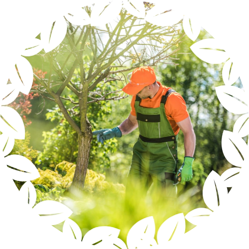 Tree Health Inspection