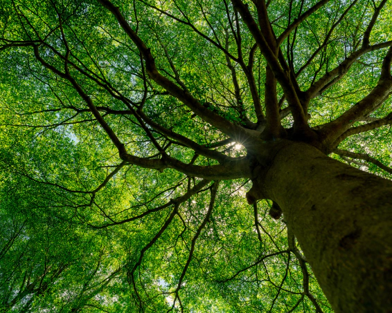 Tree Health Inspection
