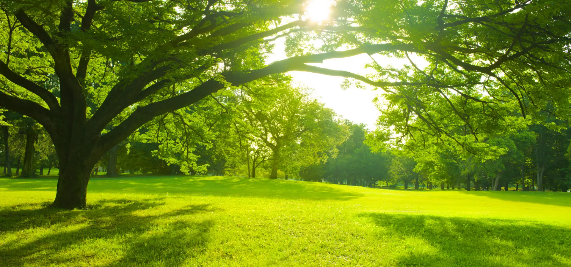 breadcrumb tree risks