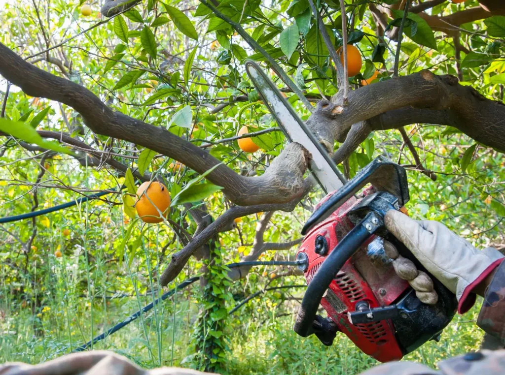 Ornamental Tree Pruning