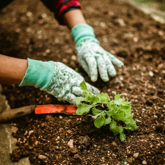 Soil and Root Health Care