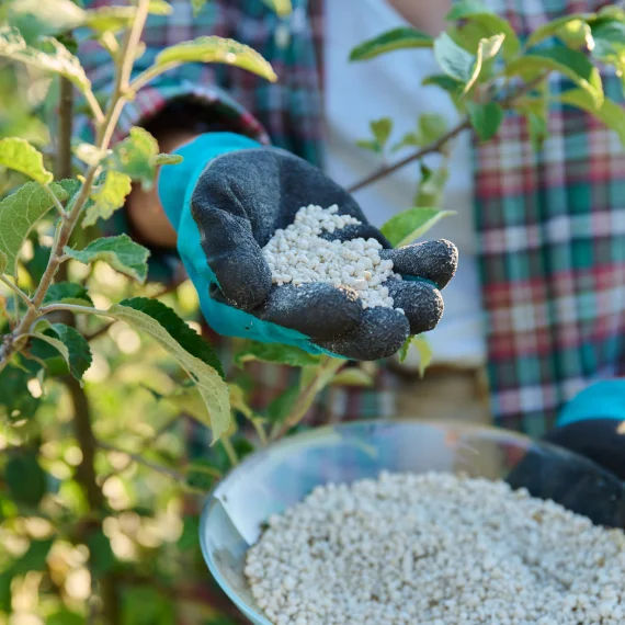 Tree Fertilization Services