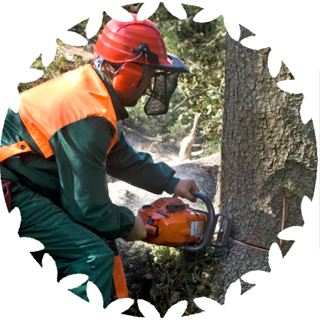Large Tree Removal icon