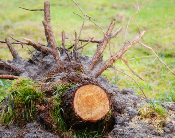 Root Removal and Cleanup 2