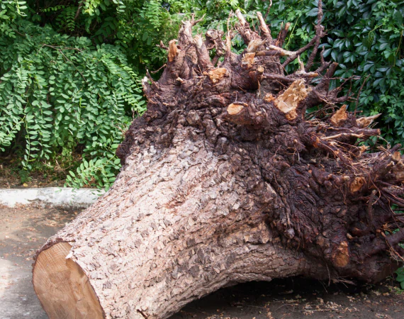 Root Removal and Cleanup