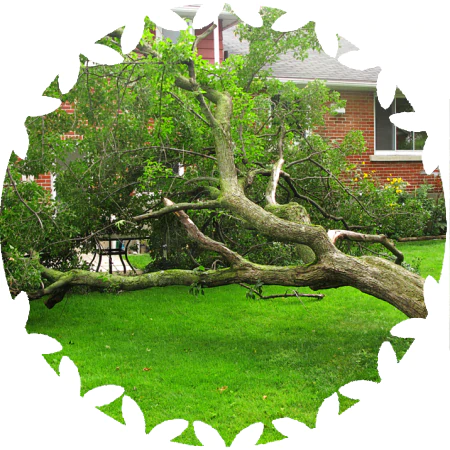 Storm Damage Prevention icon