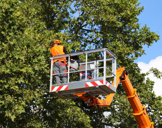Tree Preservation and Protection