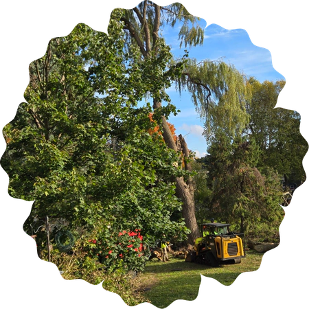 Custom Tree Care Plans FlipCard