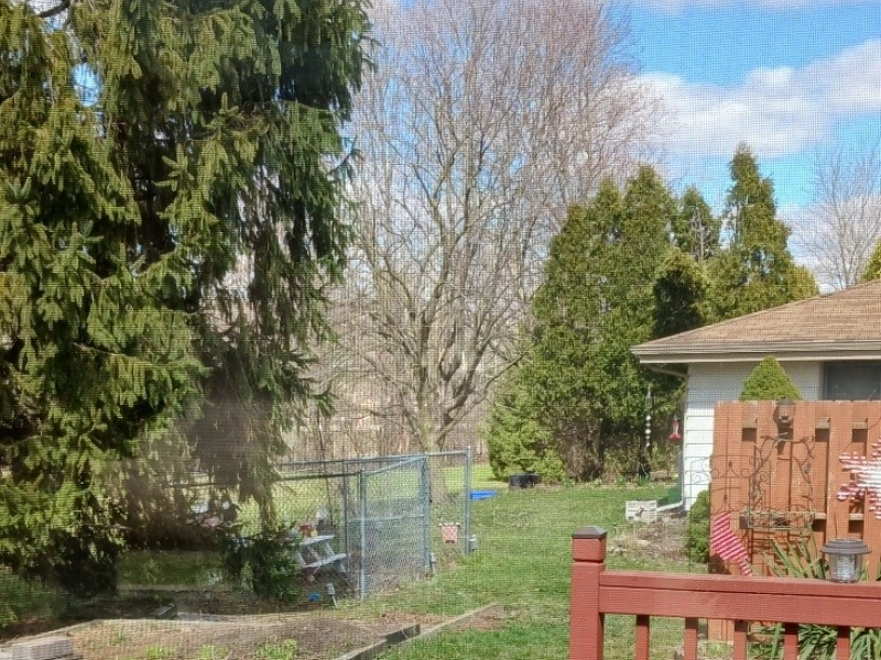 tree removal mistakes homeowners blog 1