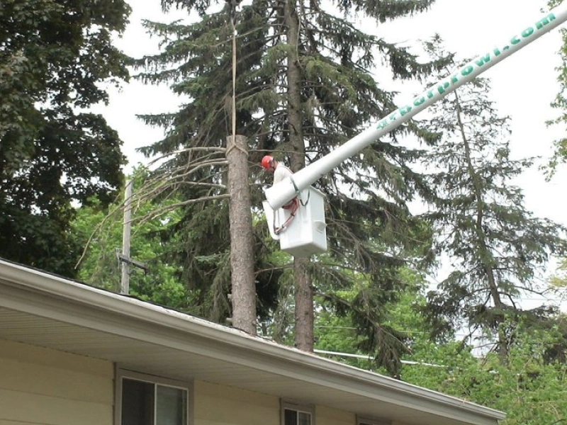 tree removal mistakes homeowners blog